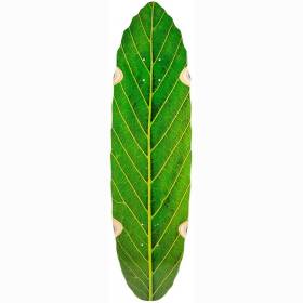 8.75x32 Habitat Leaf Lines Cruiser Deck - Green